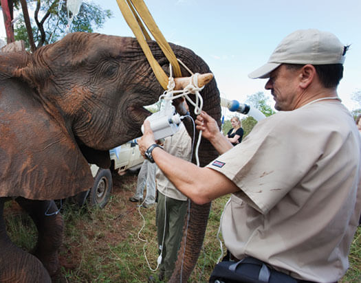 elephant sedated