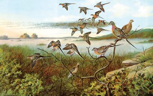 Once upon a time, passenger pigeons occurred in enormous numbers — hundreds of millions in central Wisconsin alone in the 1870s.  This year, a century after the very last bird died in captivity, Project Passenger Pigeon is calling attention to the species and the lessons we can learn from its extinction. Courtesy of Anne Marie Gromme/Artbarbarians.com