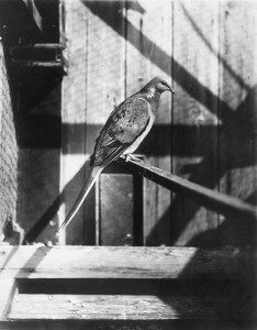 A cagemate of Martha, the last surviving passenger pigeon, is shown in this photograph taken in the late 1800s. Researchers are almost certain that Martha was born in Wisconsin, but she ultimately died in a Cincinnati zoo in 1914, bringing to a close an astounding story of abundance and extinction in America’s history. Courtesy of Wisconsin Historical Society 53459