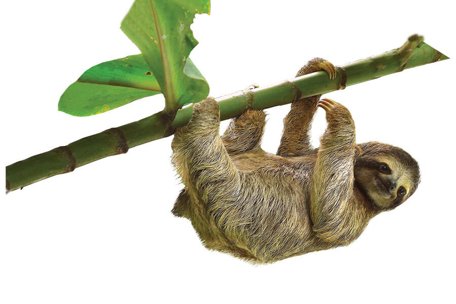 Three-toed sloths risk life and limb to go to the bathroom, but the act is a mutually beneficial one for the slow-moving animal and the moths that hitch a ride … to the forest floor. Photo: Istock.