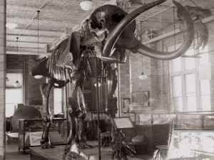 UW's Mastodon in the 1940s