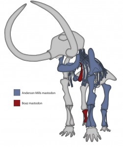 Infographic showing the composite breakdown of UW's mastodon