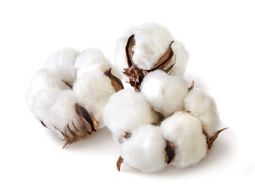 A genetically engineered variety of cotton called Bt cotton has been in commercial use since 1995. It produces its own insecticide (Bt toxin) to reduce the need for spraying.