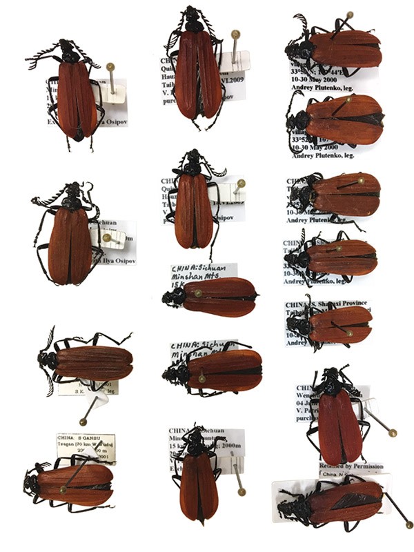 Overhead shot of pinned beetle specimens each with detailed label.