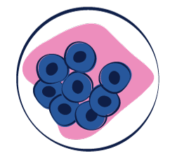 Illustration of cells in culture dish