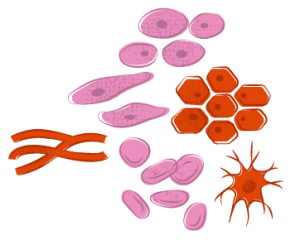 Illustration showing multiple types of cells created through stem cells