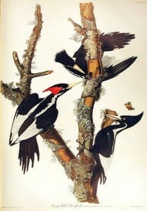 John J. Audubon’s Ivory-Billed Woodpecker