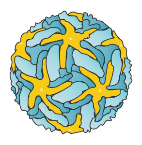 Illustration of the zika virus