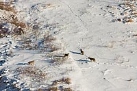 Wolf_Flight-1752_200
