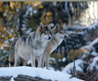 iStock_000000423189Large_200