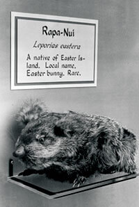 EasterBunny.4C-tif_200 easter bunny