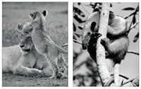 lions, anteater