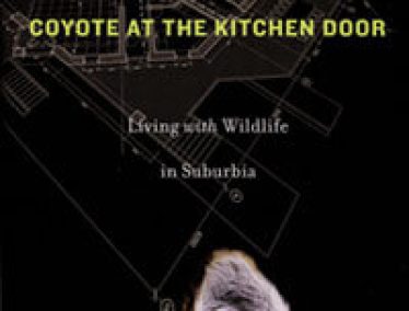 coyote at the kitchen door