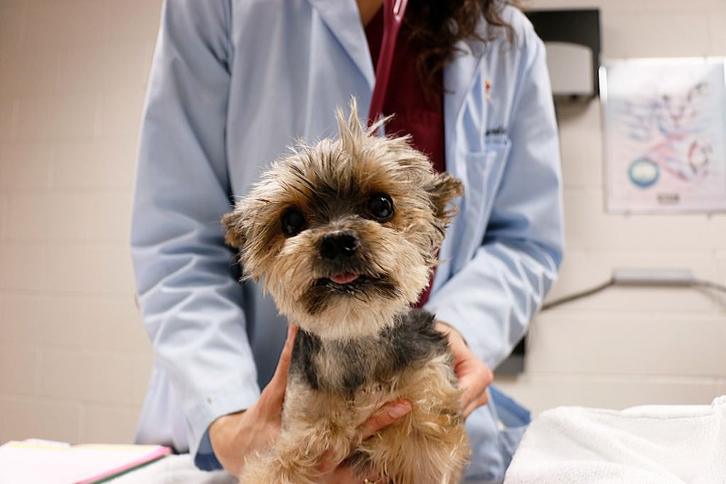 Small dog being held by veterinarian.