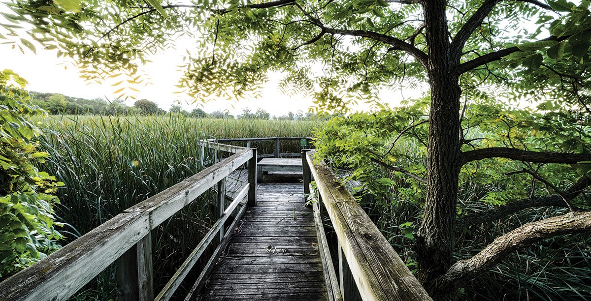 A wooden observation deck looks out over the Class of 1918 Marsh.