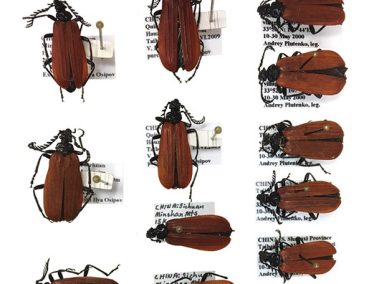 Overhead shot of over a dozen pinned beetle specimens each with a written label