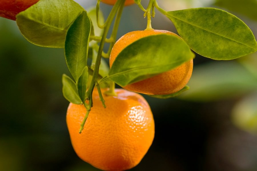 Close-up of oranges hanging from tree.