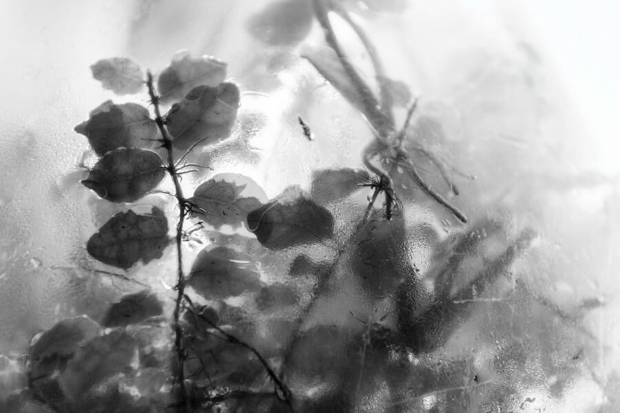 Leafy plants are shown through terrarium glass