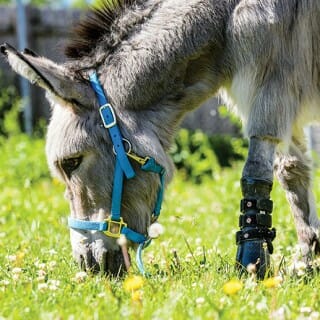Ferguson the donkey is pictured wearing a prothetic leg