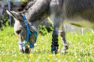Ferguson the donkey is pictured wearing a prothetic leg