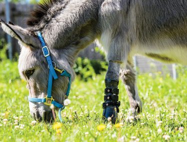 Ferguson the donkey is pictured wearing a prothetic leg