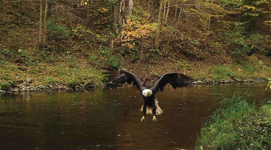 Bald Eagle flies over creek
