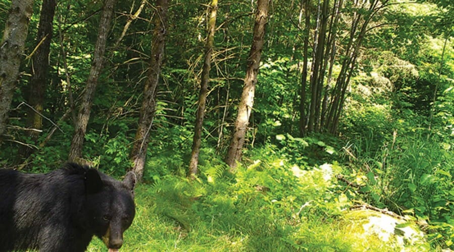 Bear passes through forest