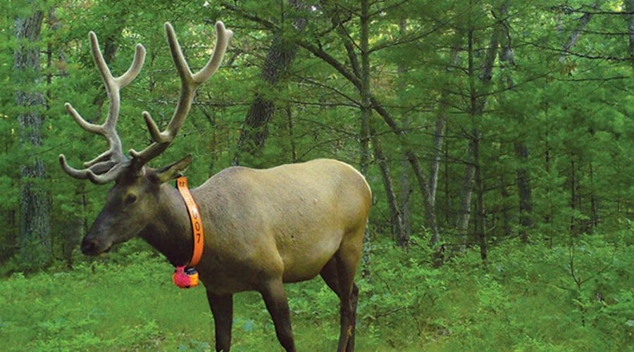 Bull elk passes through forest