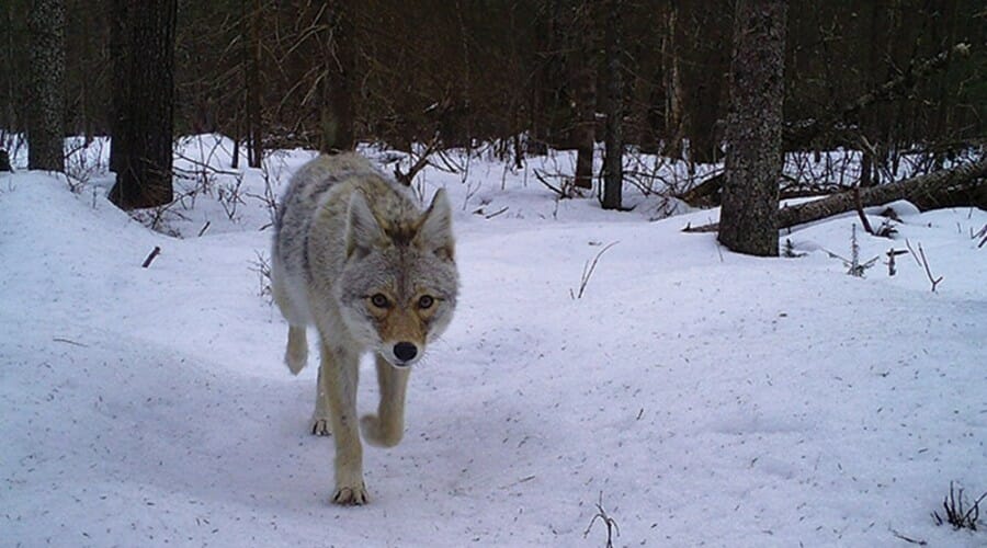 Coyote passes over snow-covered ground