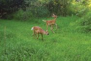 Fawns frolic in the grass