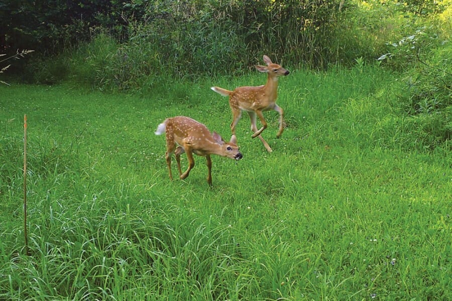 Fawns frolic in the grass