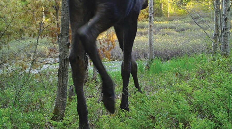Moose runs through forest