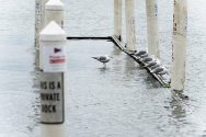 Seagulls perch on a flooded pier for Hoofers’ sailboats on August 24 as rising water from Lake Mendota floods the Memorial Union Terrace shoreline.