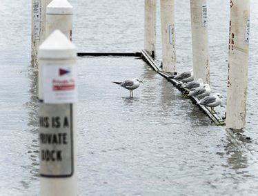 Seagulls perch on a flooded pier for Hoofers’ sailboats on August 24 as rising water from Lake Mendota floods the Memorial Union Terrace shoreline.