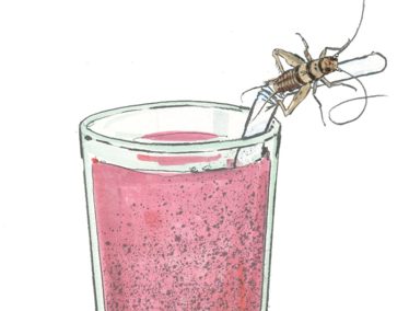 Illustration of insect perched on edge of smoothie