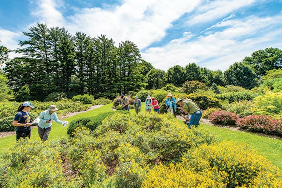 A group of people survey flowers for bumble bees on a sunny spring day in the UW Arboretum