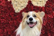 Dog poses in front of red and white floral arrangement