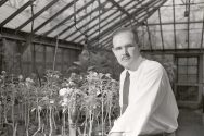 John Curtis, shown in his plant lab in 1951