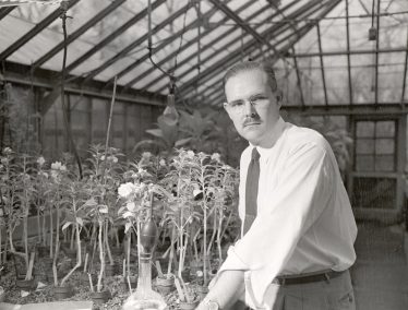 John Curtis, shown in his plant lab in 1951