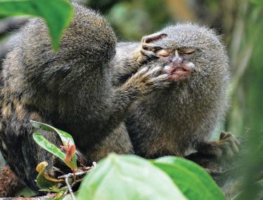 Two Pygmy marmosets