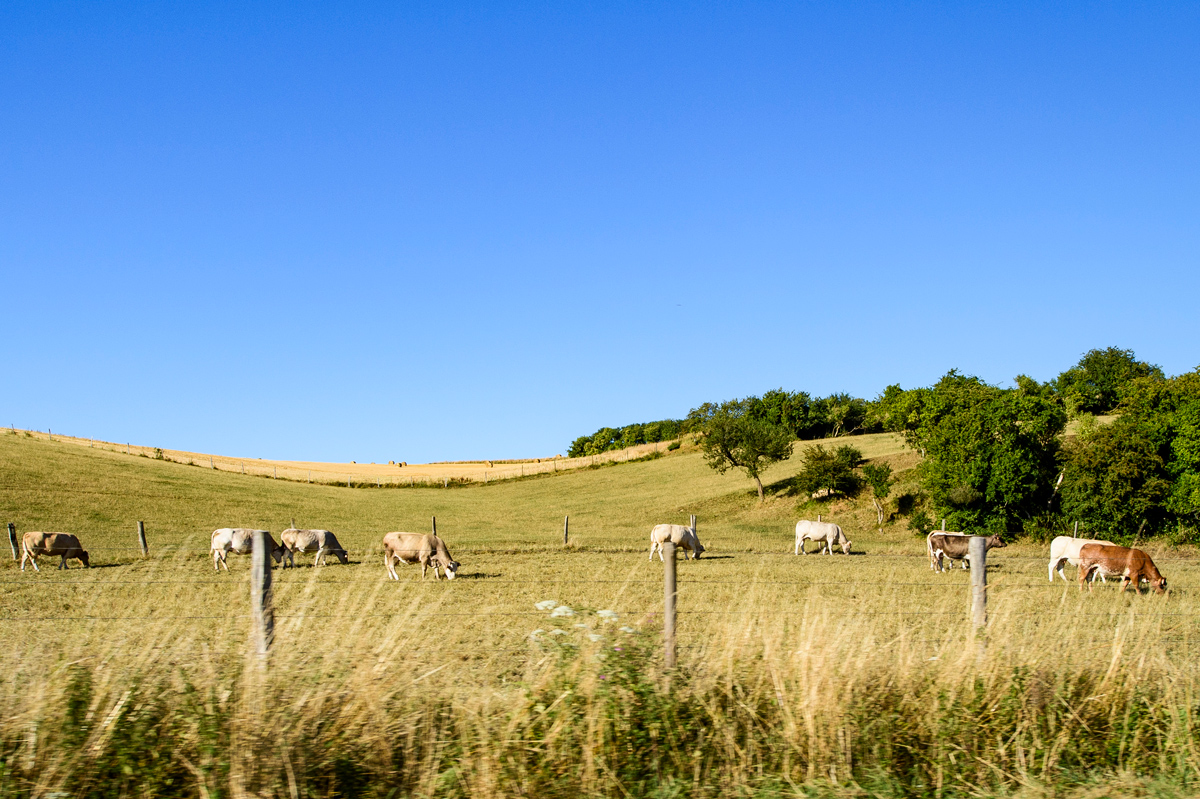 Cows graze in field in Saint-Omer, France