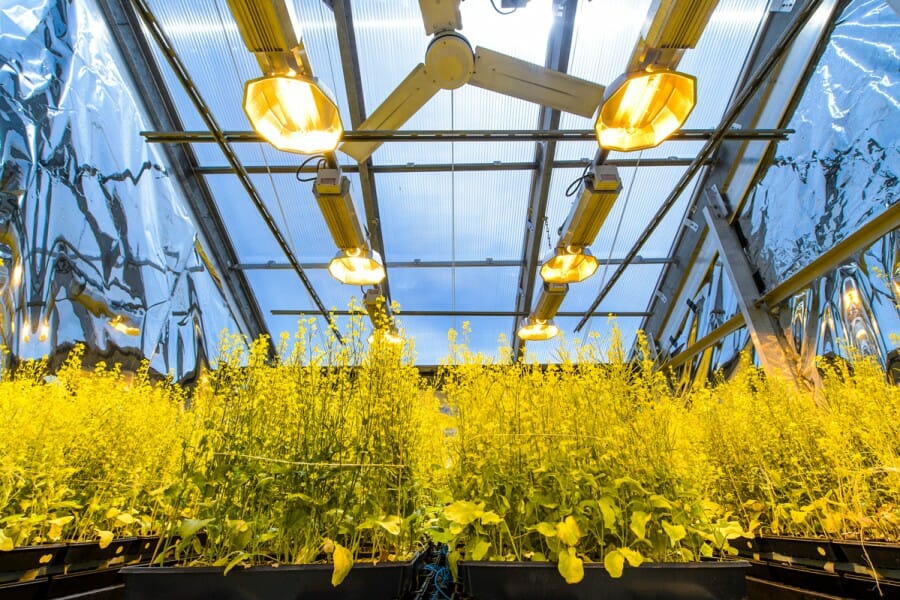 Rows of plants under lights in a greenhouse at UW–Madison