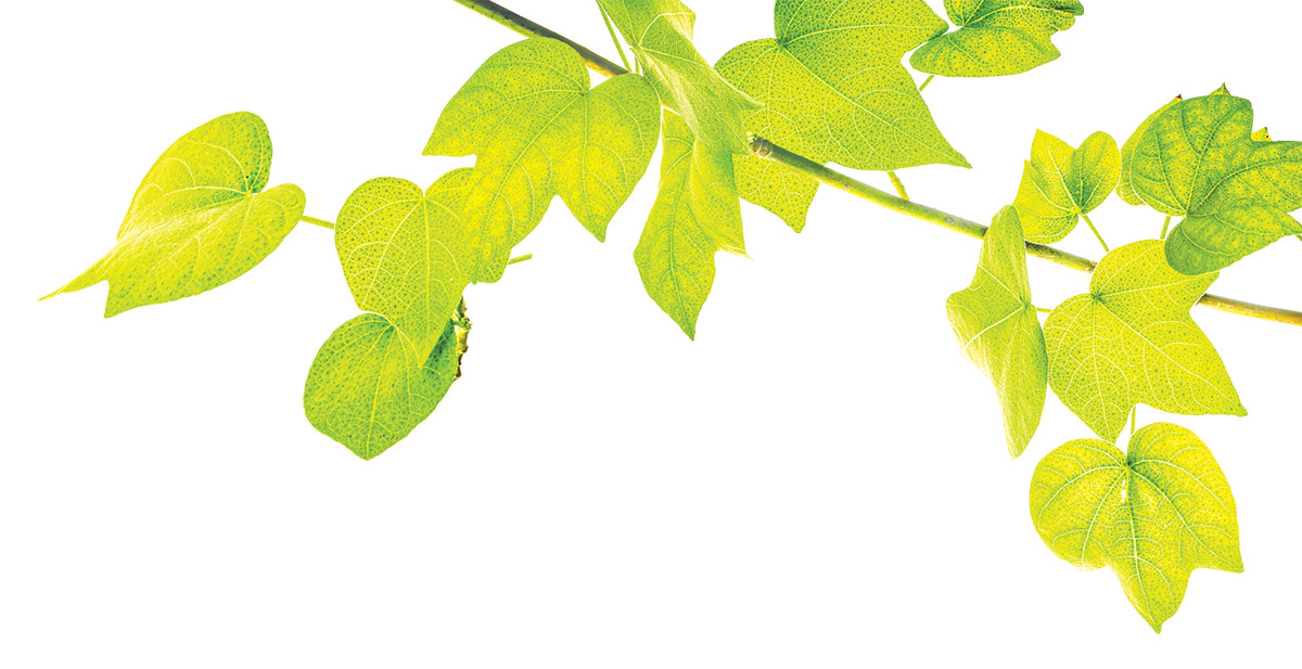 Bright green leaves on a tree branch