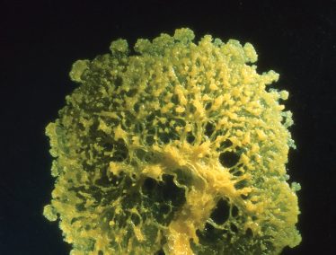 Green slime mold