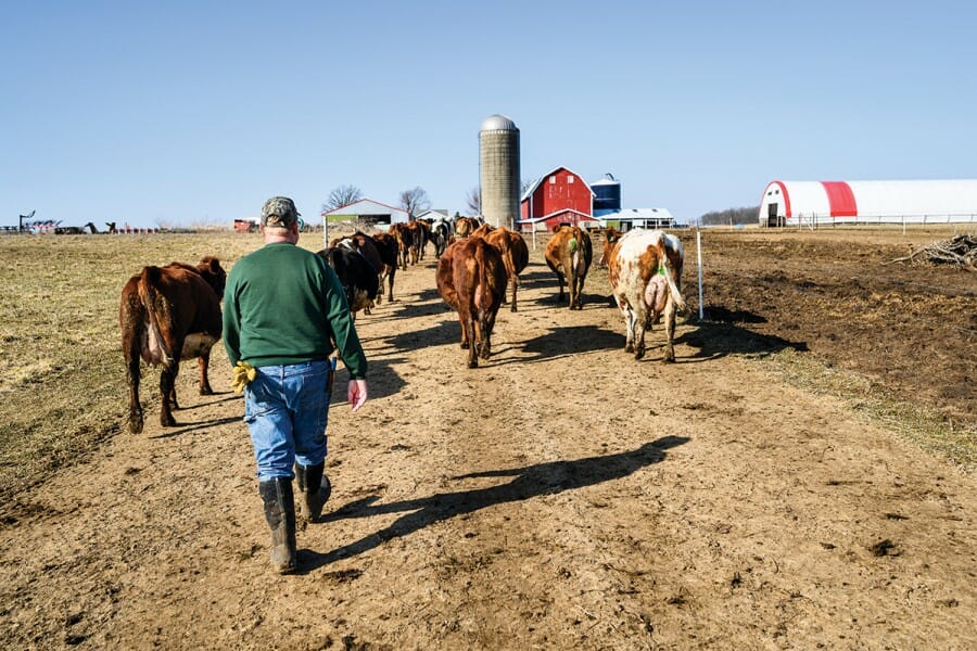 Bert Paris with herd of cows on his dairy farm