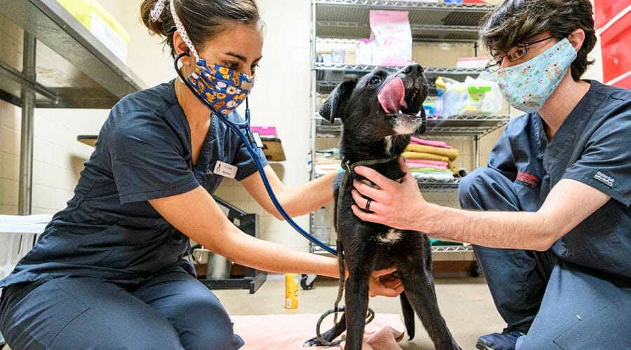 Two veterinary interns examine dog