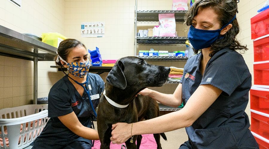 Two veterinary interns examine dog