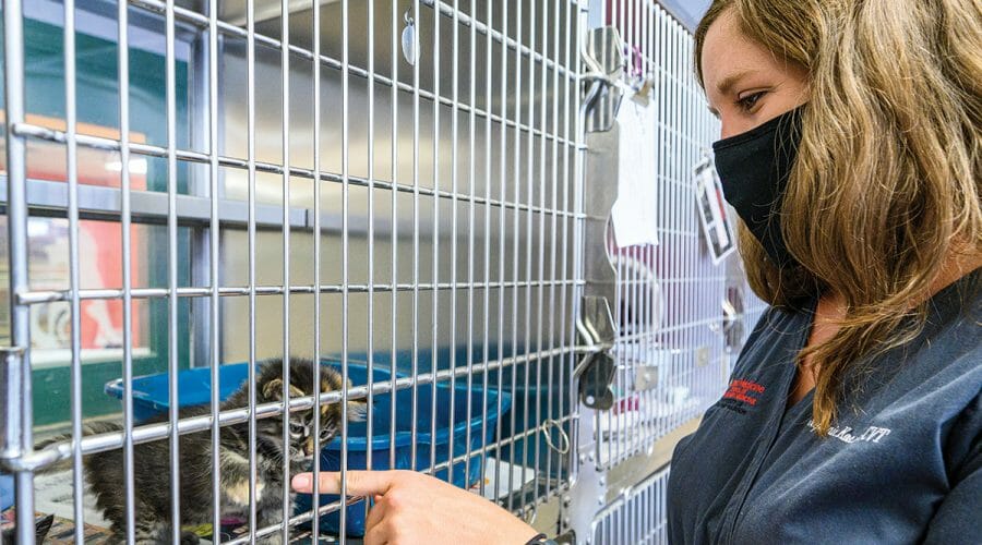 Veterinary intern interacts with kitten in crate