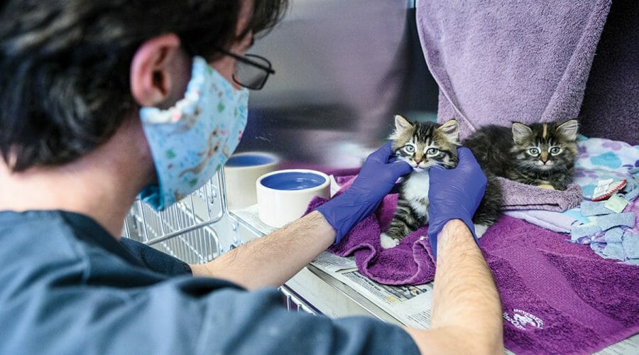 Veterinary intern examines kitten