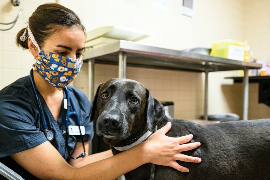 Veterinary intern examines dog